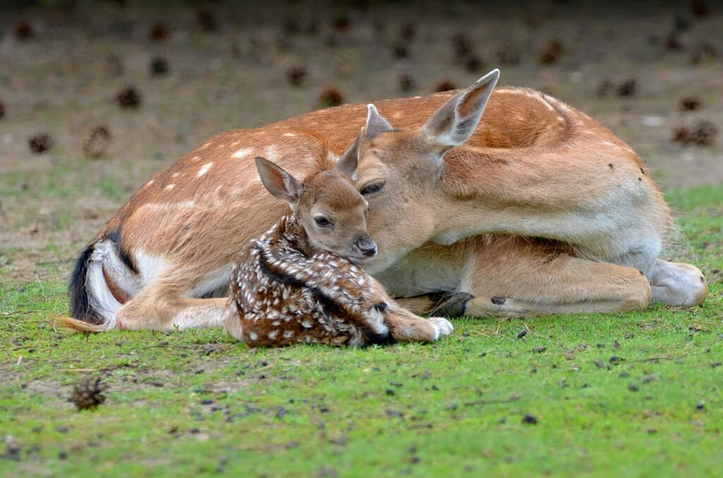 A serene moment of a deer and its fawn resting together on green grass.